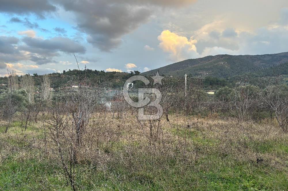 Kemalpaşa Armutlu'da 1745 m2 Satılık Bağ 