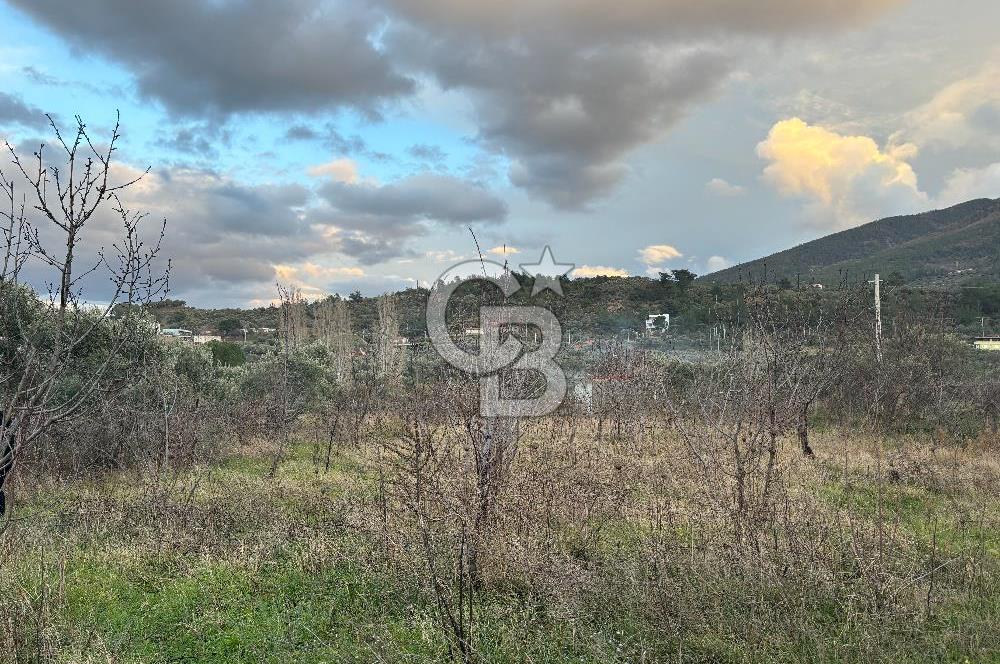 Kemalpaşa Armutlu'da 1745 m2 Satılık Bağ 