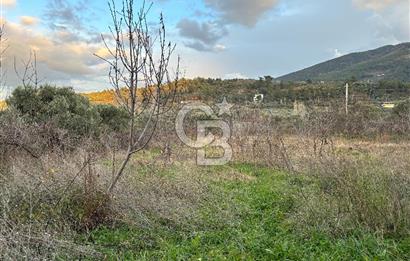 Kemalpaşa Armutlu'da 1745 m2 Satılık Bağ 