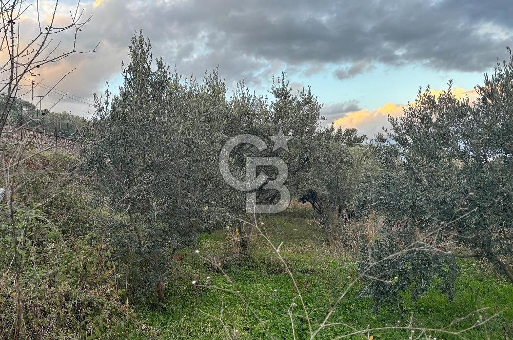 Kemalpaşa Armutlu'da 1745 m2 Satılık Bağ 