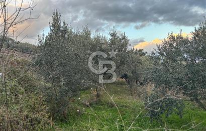 Kemalpaşa Armutlu'da 1745 m2 Satılık Bağ 