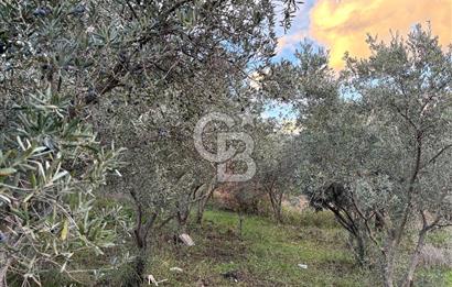 Kemalpaşa Armutlu'da 1745 m2 Satılık Bağ 