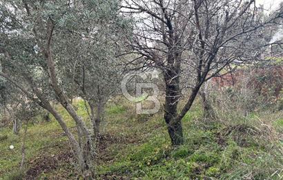 Kemalpaşa Armutlu'da 1745 m2 Satılık Bağ 