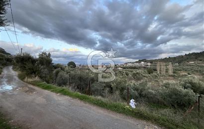 Kemalpaşa Armutlu'da 1745 m2 Satılık Bağ 