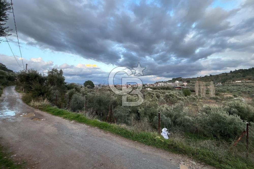 Kemalpaşa Armutlu'da 1745 m2 Satılık Bağ 