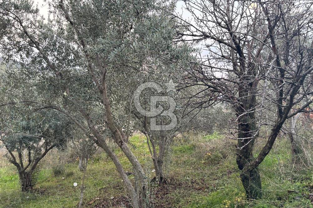 Kemalpaşa Armutlu'da 1745 m2 Satılık Bağ 