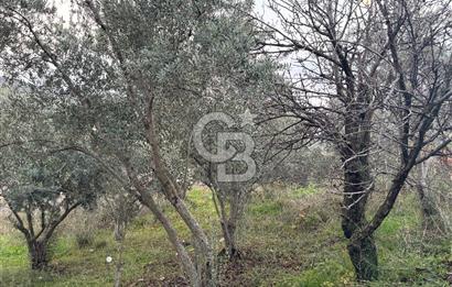 Kemalpaşa Armutlu'da 1745 m2 Satılık Bağ 