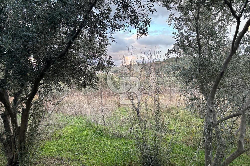 Kemalpaşa Armutlu'da 1745 m2 Satılık Bağ 