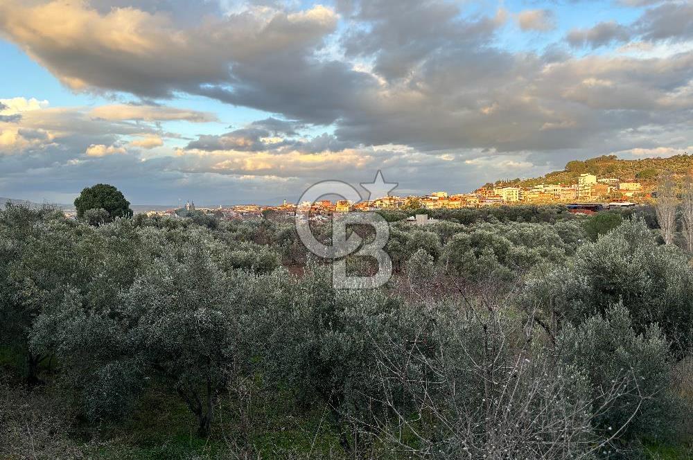 Kemalpaşa Armutlu'da 1745 m2 Satılık Bağ 