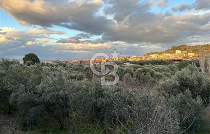 Kemalpaşa Armutlu'da 1745 m2 Satılık Bağ 