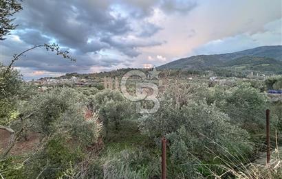 Kemalpaşa Armutlu'da 1745 m2 Satılık Bağ 