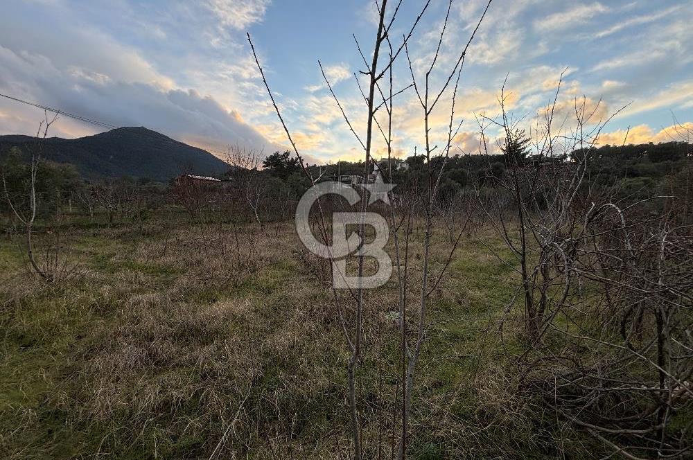 Kemalpaşa Armutlu'da 1745 m2 Satılık Bağ 