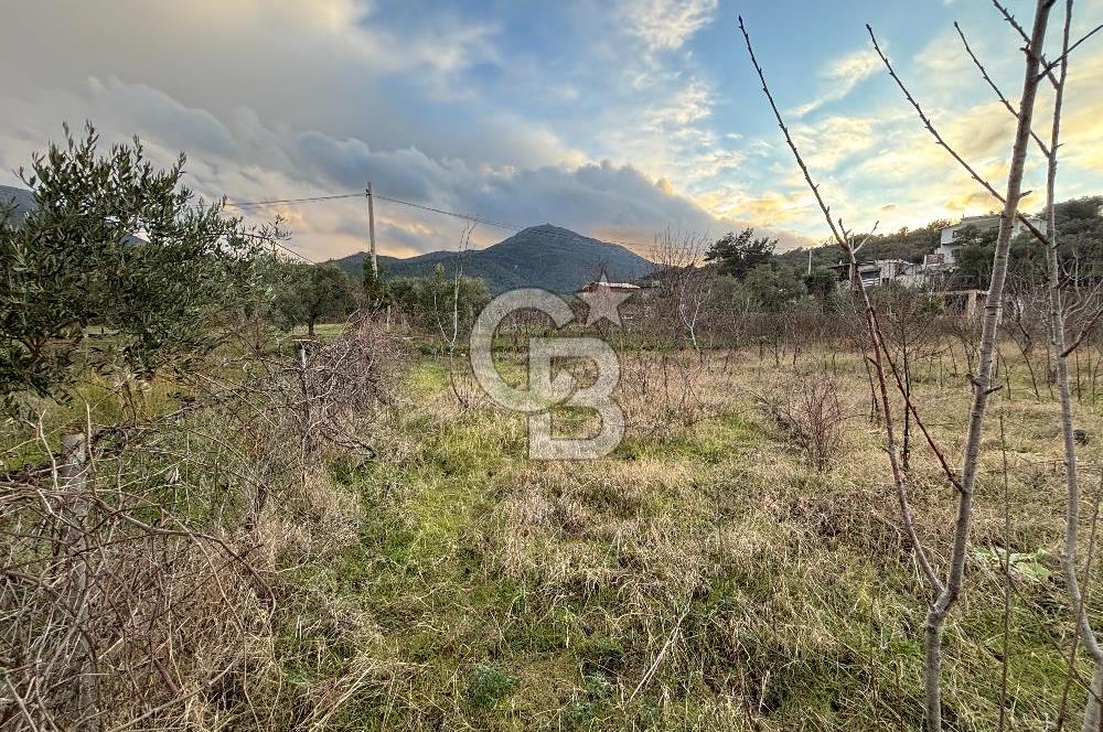 Kemalpaşa Armutlu'da 1745 m2 Satılık Bağ 