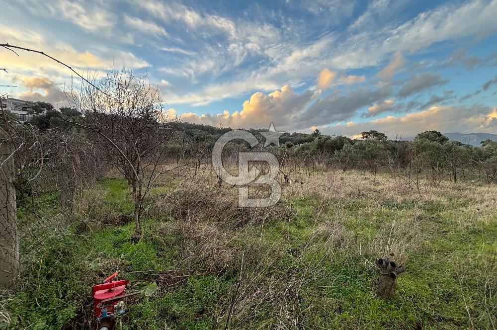 Kemalpaşa Armutlu'da 1745 m2 Satılık Bağ 