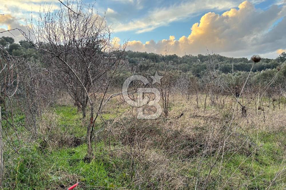 Kemalpaşa Armutlu'da 1745 m2 Satılık Bağ 