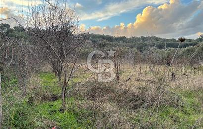 Kemalpaşa Armutlu'da 1745 m2 Satılık Bağ 