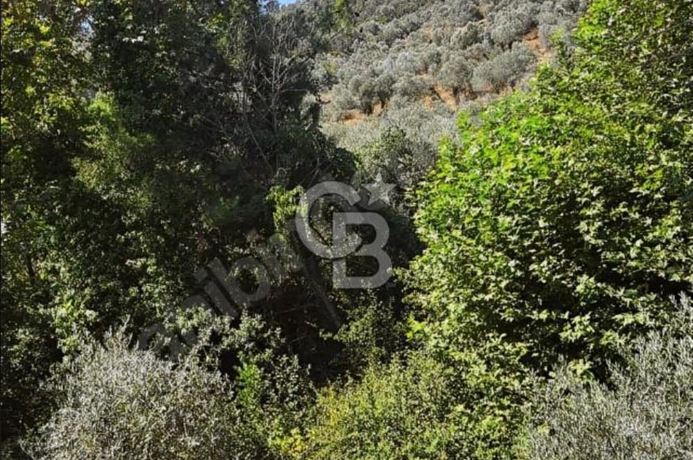 Bayındır Yakapınarda 5.234 m² Satılık Zeytinlik