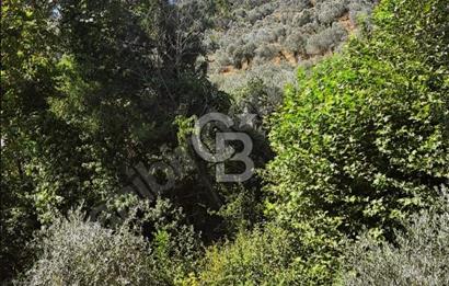 Bayındır Yakapınarda 5.234 m² Satılık Zeytinlik