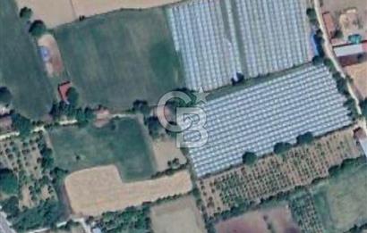 AYDIN  YENİ PAZAR DA  SATILIK TARLA