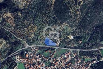 BERGAMA ZEYTİNDAĞ KÖYÜ YAKINI YATIRIMA UYGUN ZEYTİNLİK - 2 - 326879