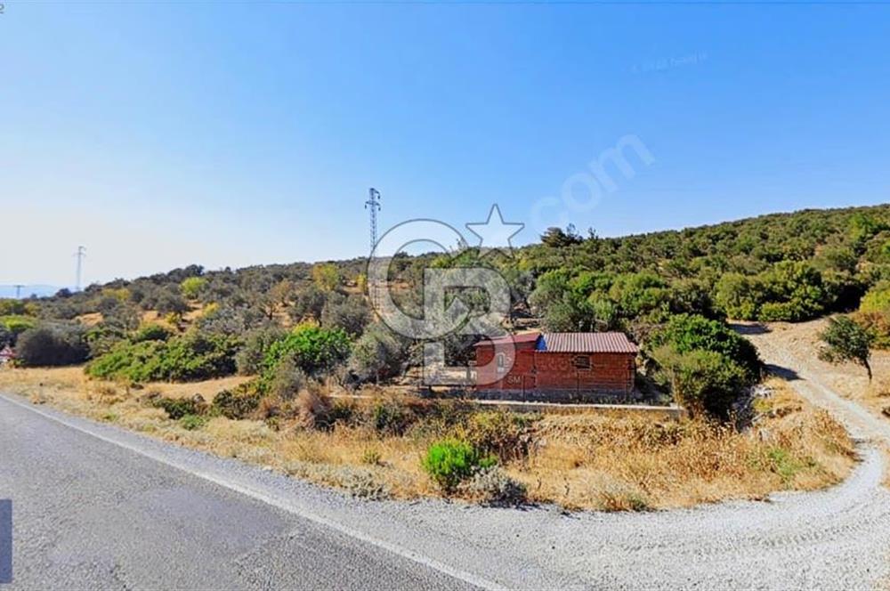 BERGAMA ZEYTİNDAĞ KÖYÜ YAKINI YATIRIMA UYGUN ZEYTİNLİK