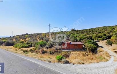 BERGAMA ZEYTİNDAĞ KÖYÜ YAKINI YATIRIMA UYGUN ZEYTİNLİK