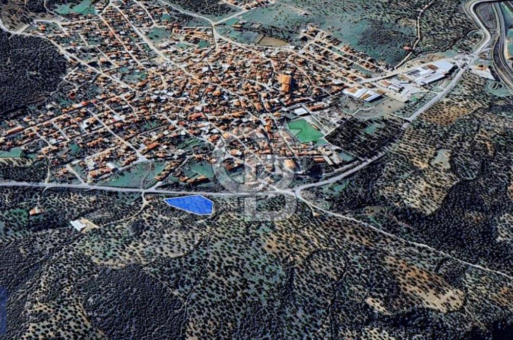 BERGAMA ZEYTİNDAĞ KÖYÜ YAKINI YATIRIMA UYGUN ZEYTİNLİK