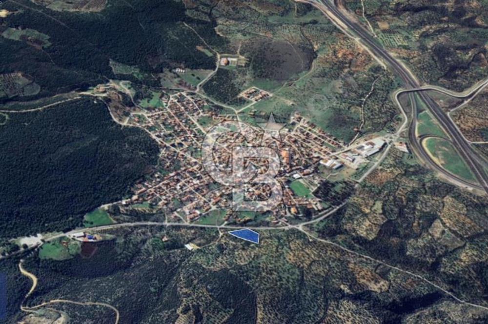 BERGAMA ZEYTİNDAĞ KÖYÜ YAKINI YATIRIMA UYGUN ZEYTİNLİK