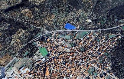 BERGAMA ZEYTİNDAĞ KÖYÜ YAKINI YATIRIMA UYGUN ZEYTİNLİK