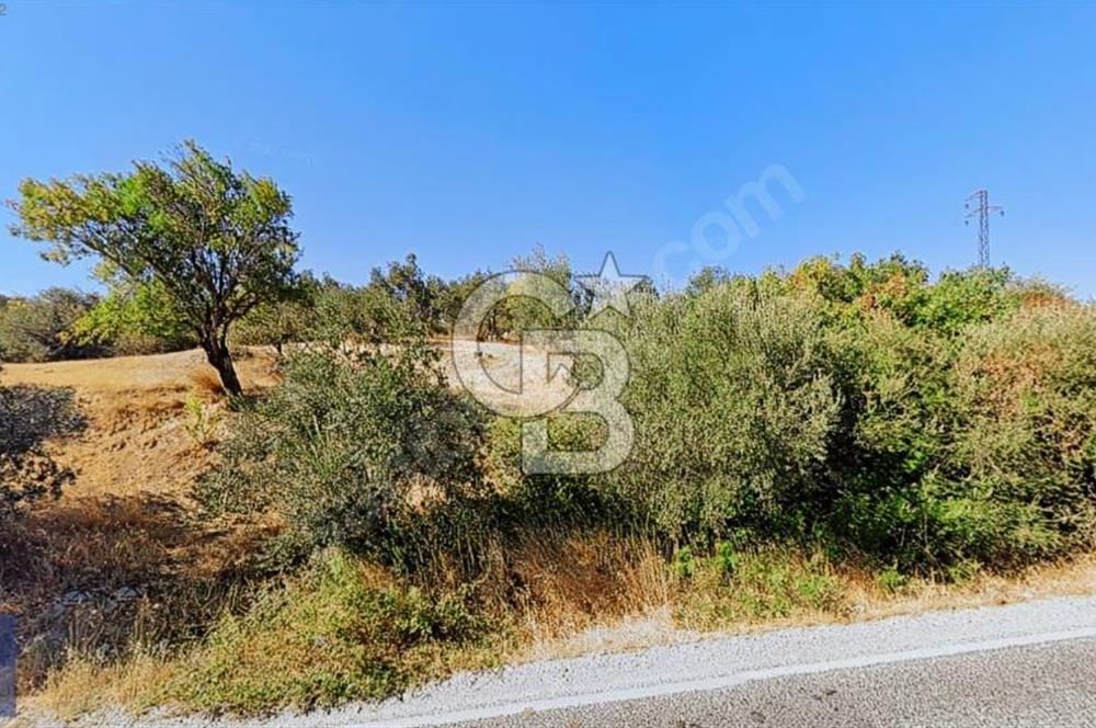 BERGAMA ZEYTİNDAĞ KÖYÜ YAKINI YATIRIMA UYGUN ZEYTİNLİK