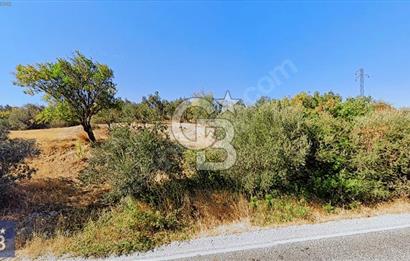 BERGAMA ZEYTİNDAĞ KÖYÜ YAKINI YATIRIMA UYGUN ZEYTİNLİK