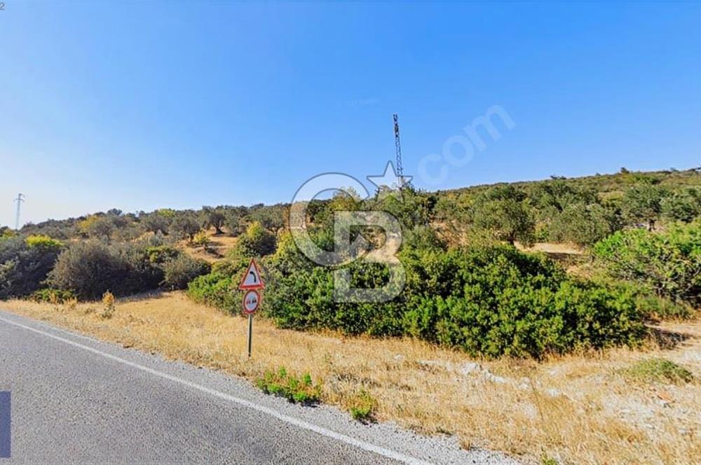 BERGAMA ZEYTİNDAĞ KÖYÜ YAKINI YATIRIMA UYGUN ZEYTİNLİK