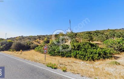 BERGAMA ZEYTİNDAĞ KÖYÜ YAKINI YATIRIMA UYGUN ZEYTİNLİK