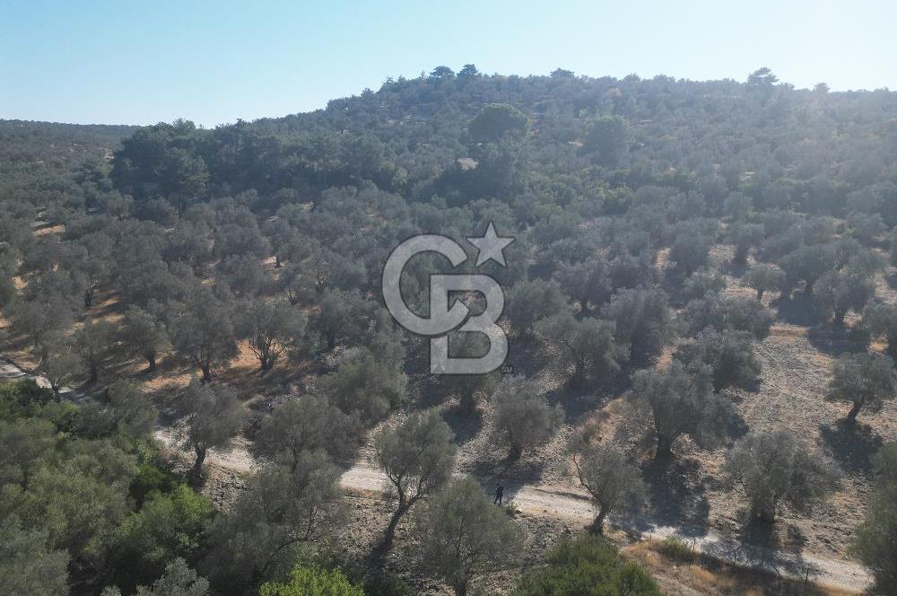 Ayvalık Kazım Karabekir Mahallesin’de Satılık Zeytinlik