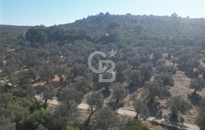 Ayvalık Kazım Karabekir Mahallesin’de Satılık Zeytinlik