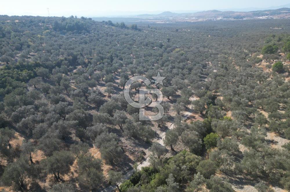 Ayvalık Kazım Karabekir Mahallesin’de Satılık Zeytinlik