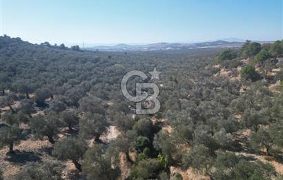 Ayvalık Kazım Karabekir Mahallesin’de Satılık Zeytinlik