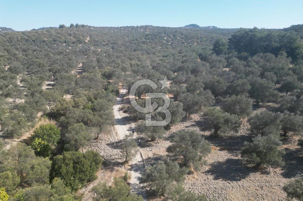 Ayvalık Kazım Karabekir Mahallesin’de Satılık Zeytinlik