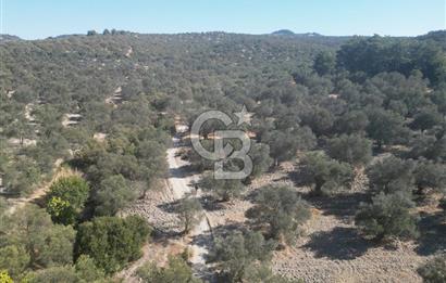 Ayvalık Kazım Karabekir Mahallesin’de Satılık Zeytinlik