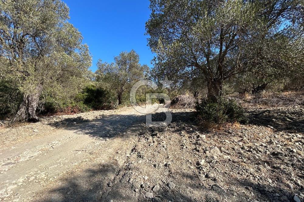 Ayvalık Kazım Karabekir Mahallesin’de Satılık Zeytinlik