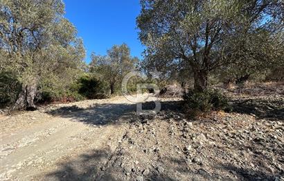 Ayvalık Kazım Karabekir Mahallesin’de Satılık Zeytinlik