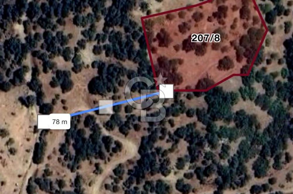 İzmir Tire Yamandere'de 3.806 m² Yatırımlık Armut ve Ceviz Bahçesi