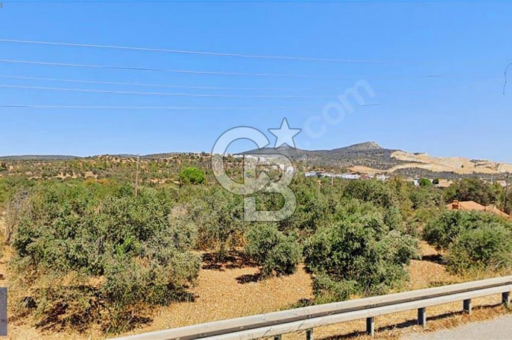 BERGAMA ZEYTİNDAĞ'DA YATIRIMLIK DENİZ MANZARALI ZEYTİNLİK