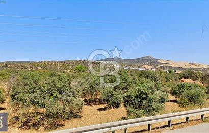 BERGAMA ZEYTİNDAĞ'DA YATIRIMLIK DENİZ MANZARALI ZEYTİNLİK