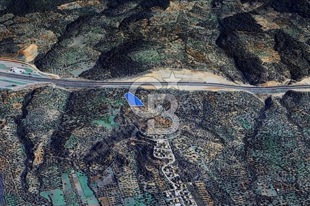 BERGAMA ZEYTİNDAĞ'DA YATIRIMLIK DENİZ MANZARALI ZEYTİNLİK