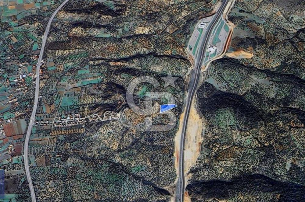 BERGAMA ZEYTİNDAĞ'DA YATIRIMLIK DENİZ MANZARALI ZEYTİNLİK