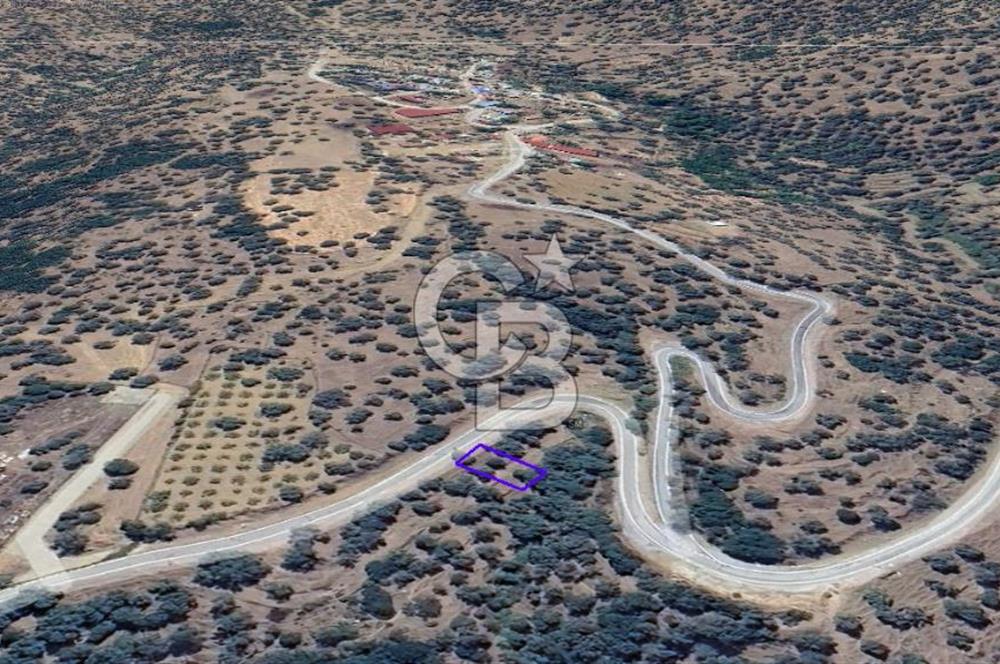 İzmir Bayındırda Satılık Farklı Konumlarda Zeytinlik Arazileri