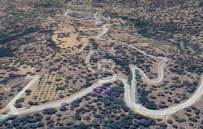 İzmir Bayındırda Satılık Farklı Konumlarda Zeytinlik Arazileri