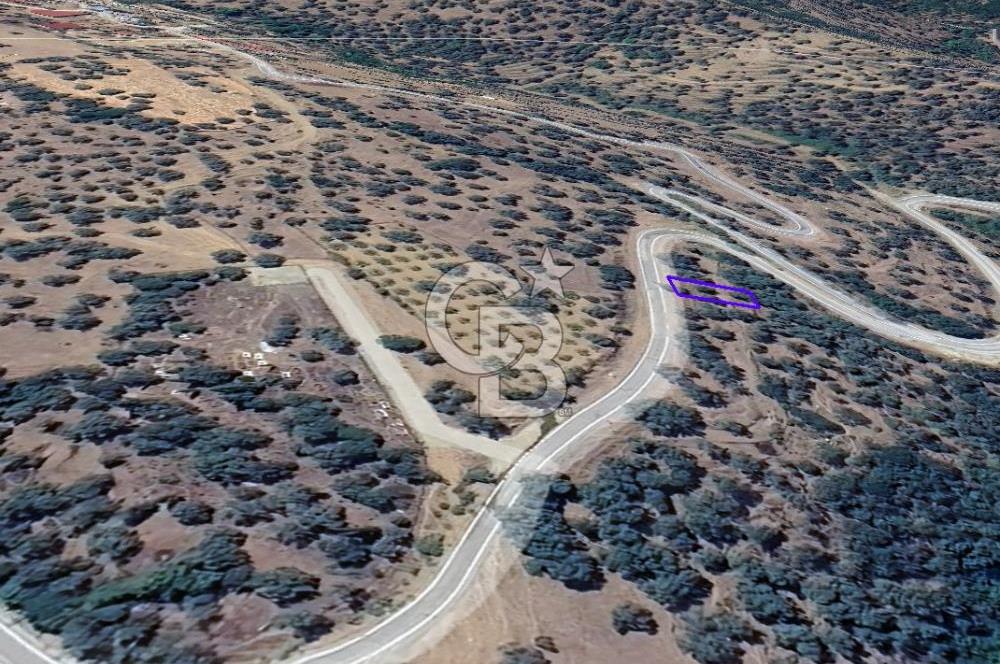 İzmir Bayındırda Satılık Farklı Konumlarda Zeytinlik Arazileri