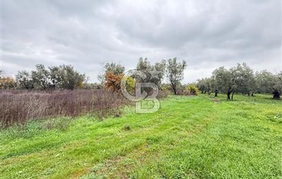 Bursa, Orhangazi, Yeniköy de satılık 9.700m2 Tarla ve zeytinlik